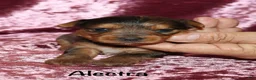 Yorkshire Terrier dogs for sale: Alectra - Ad 7