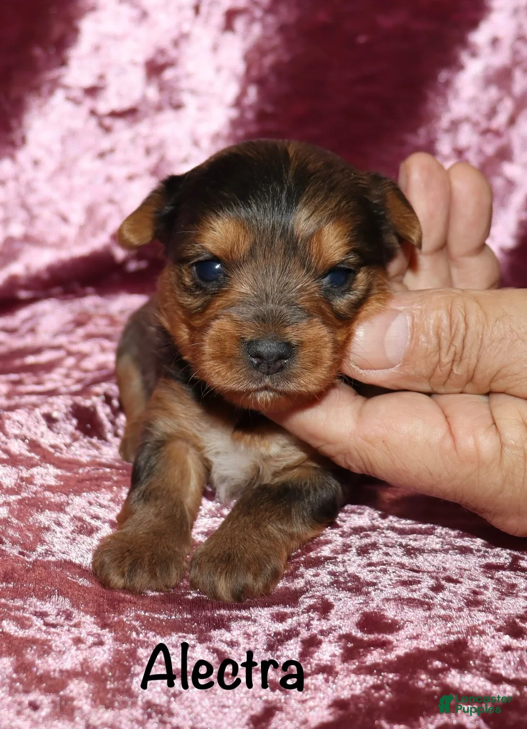 Yorkshire Terrier dogs for sale: Alectra - Ad 7