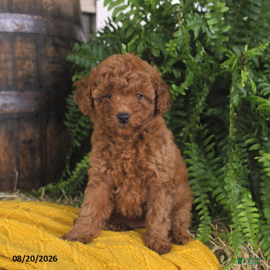Toy Poodle dogs Nala - Ad 2