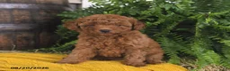 Toy Poodle dogs for sale: Nala - Ad 2