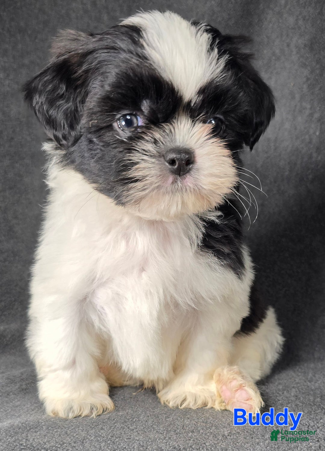 Shih Tzu dogs for sale: Buddy - Ad 2