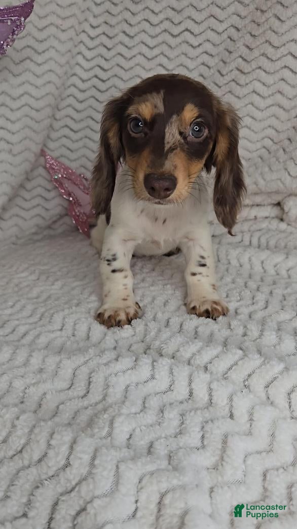 Miniature Dachshund dogs Miniature Dachshund 1 - Ad 22