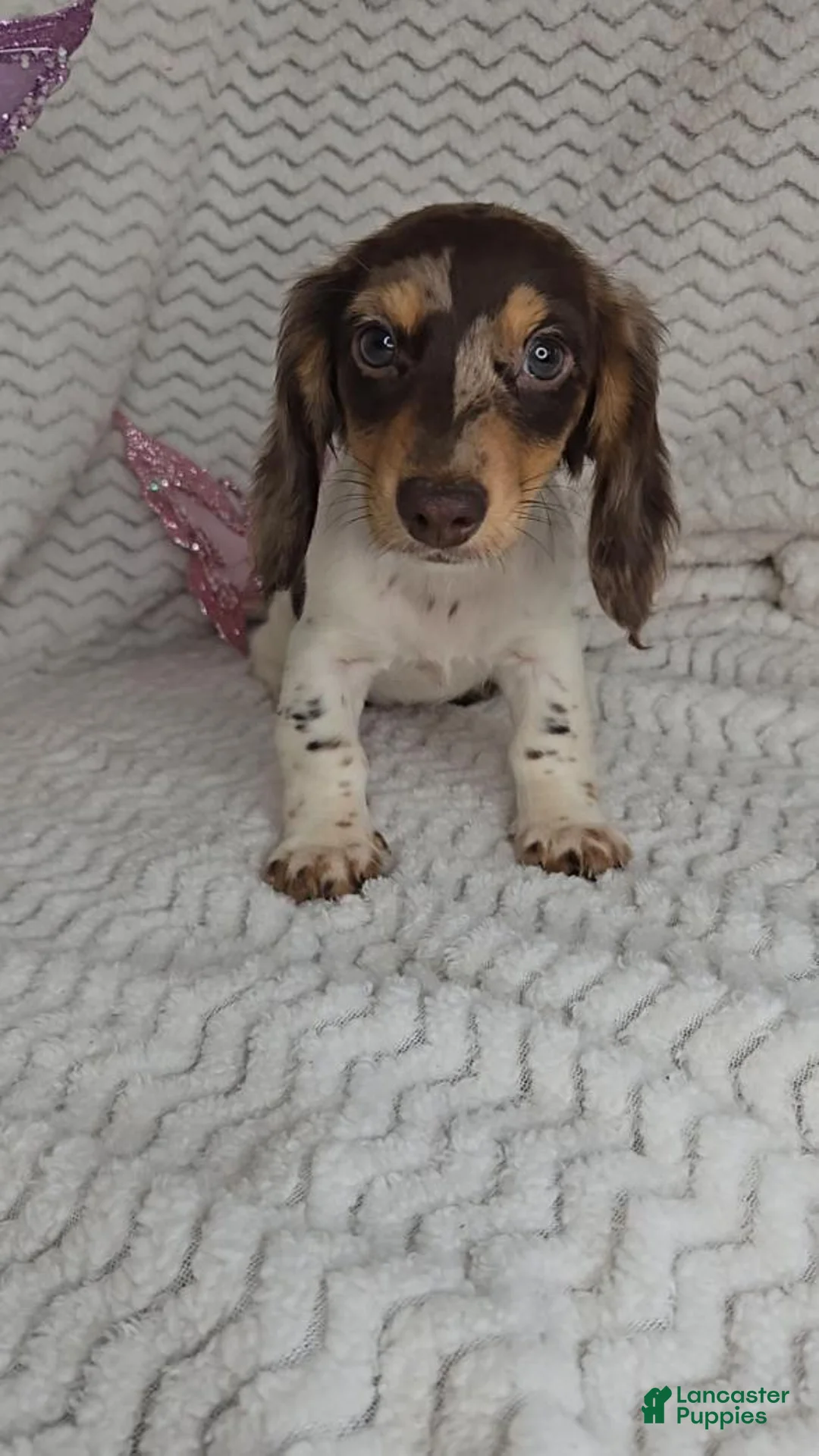 Miniature Dachshund dogs for sale: Miniature Dachshund 1 - Ad 1