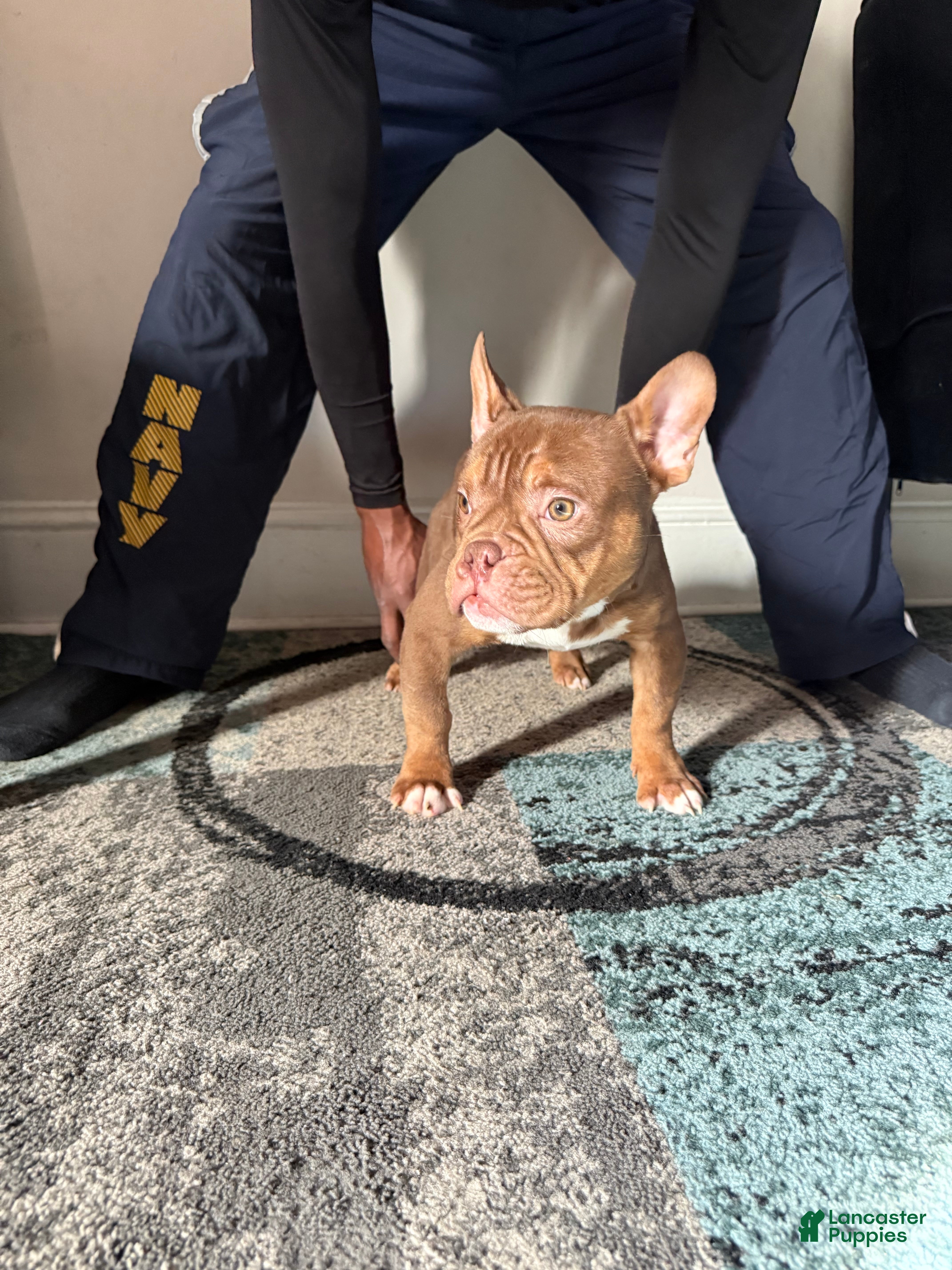 American Bully dogs American Bully Puppy 2 - Ad 36