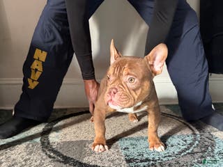 American Bully dogs American Bully Puppy 2 - Ad 30