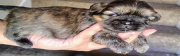 Shih Tzu dogs for sale: Shih Tzu Puppy 1 - Ad 2