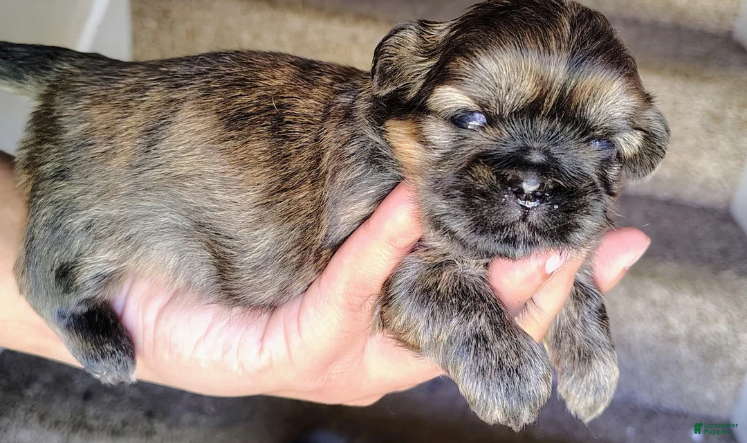 Shih Tzu dogs for sale: Shih Tzu Puppy 1 - Ad 2