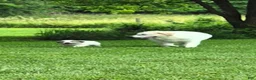 Great Pyrenees dogs for sale: Great Pyrenees 1 - Ad 12