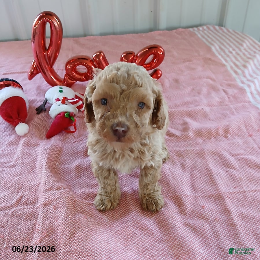 Maltipoo dogs Leslie - Ad 6