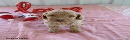 Maltipoo dogs for sale: Leslie - Ad 1