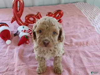 Maltipoo dogs Leslie - Ad 6