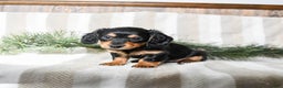 Miniature Dachshund dogs for sale: Chocolate - Ad 4