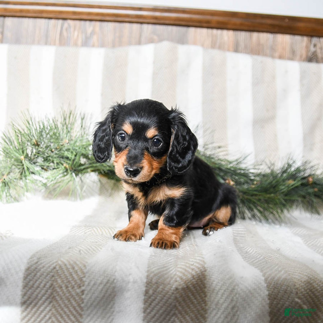 Miniature Dachshund dogs for sale: Chocolate - Ad 4