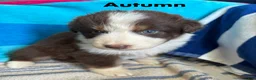 Australian Shepherd dogs for sale: Autumn (AKC) - Ad 1