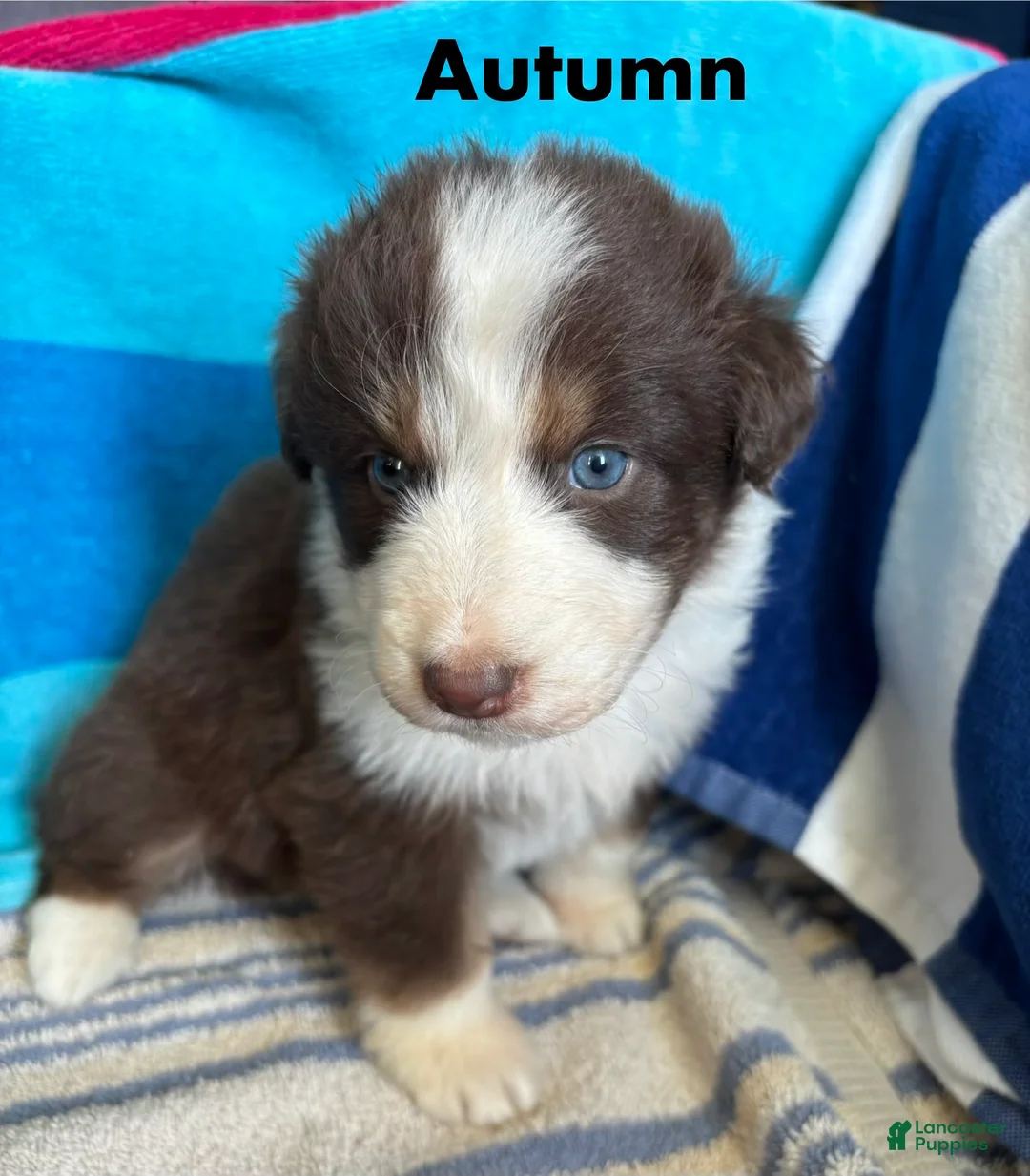 Australian Shepherd dogs for sale: Autumn (AKC) - Ad 1
