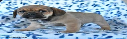 Puggle dogs for sale: Sweetie - Ad 5