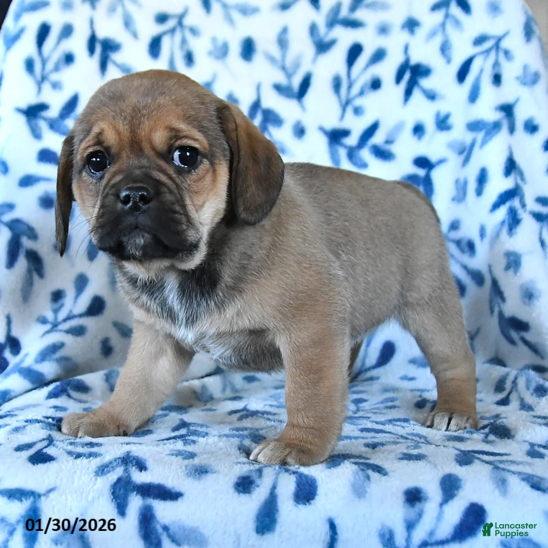Puggle dogs for sale: Sweetie - Ad 5