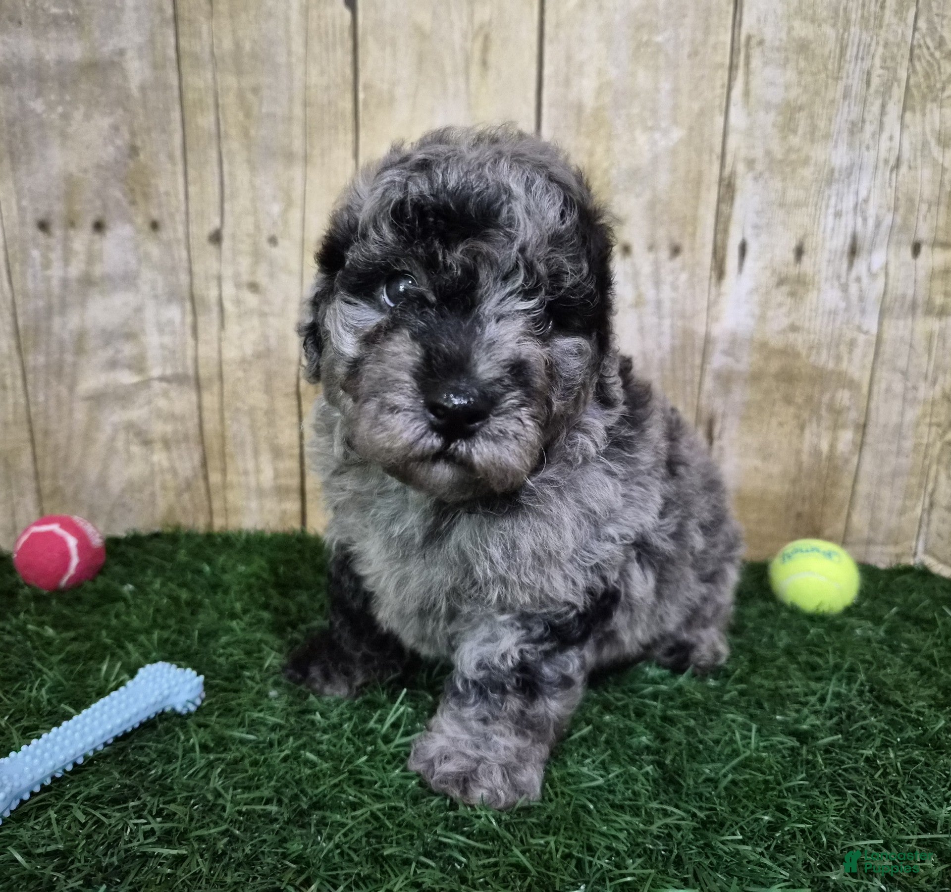 Miniature Poodle dogs Chevy - Ad 2