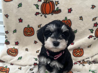 Miniature Schnauzer dogs - Ad 38