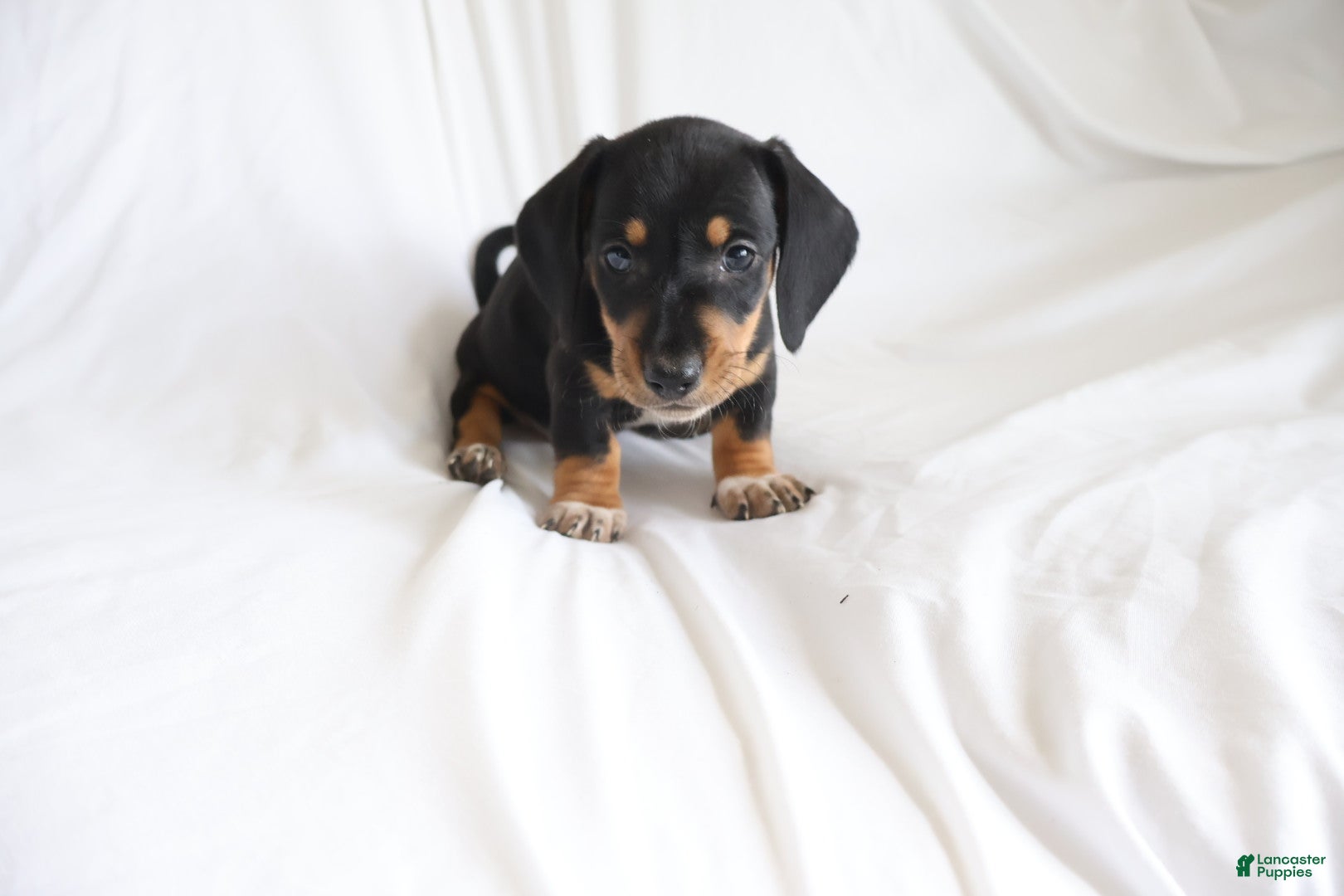 Dachshund dogs Hunter - Ad 2