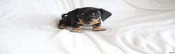 Dachshund dogs for sale: Hunter - Ad 2