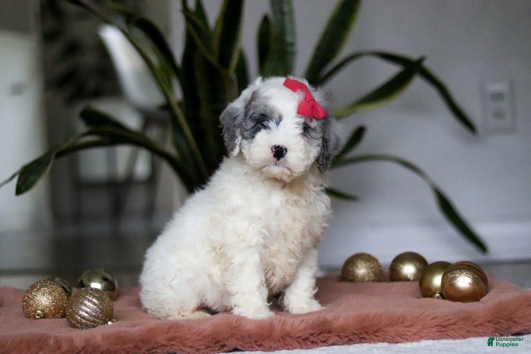 Cockapoo dogs for sale: Rosie - Ad 3
