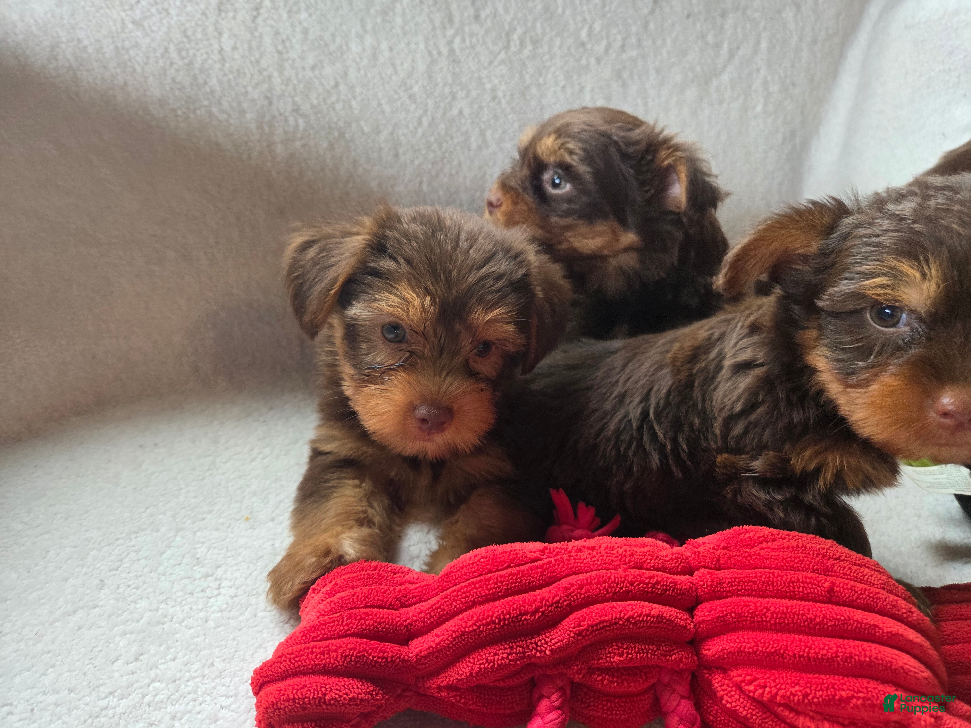Yorkshire Terrier dogs Grit - Ad 2