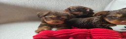 Yorkshire Terrier dogs for sale: Grit - Ad 2