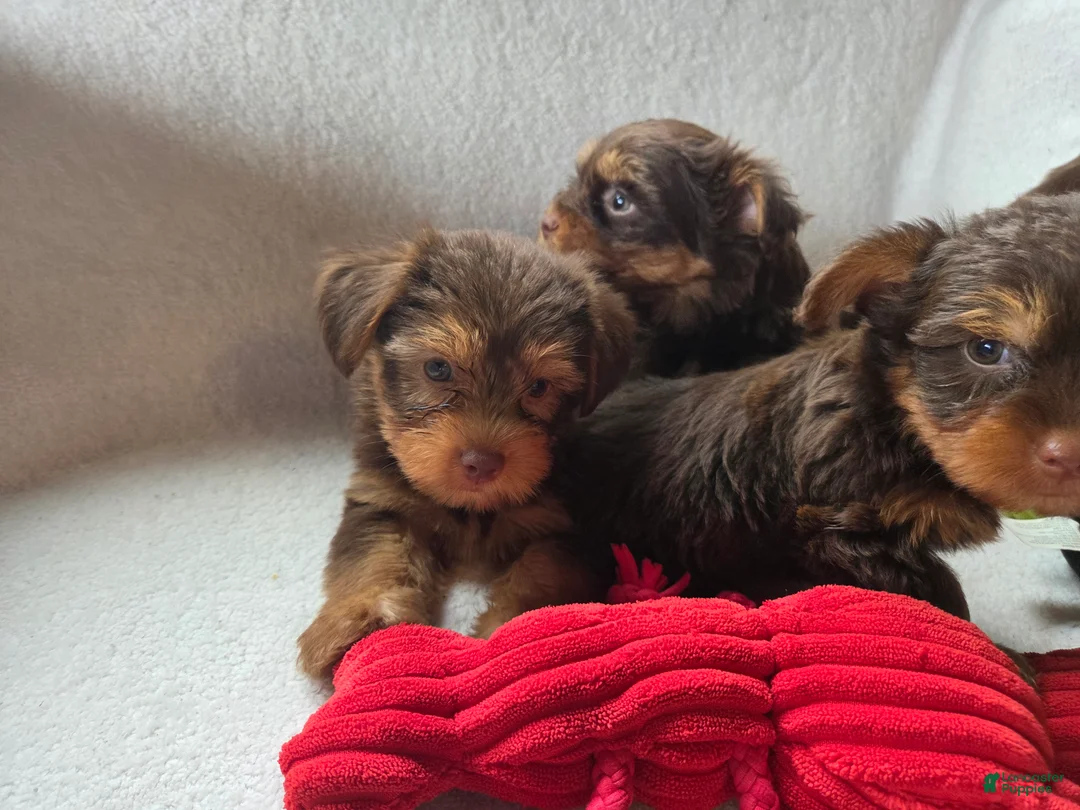 Yorkshire Terrier dogs for sale: Grit - Ad 2