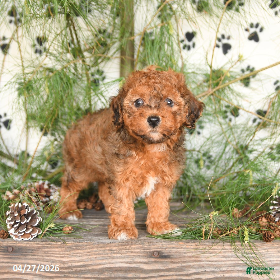 Toy Poodle dogs Teddy - Ad 2