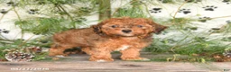 Toy Poodle dogs for sale: Teddy - Ad 2