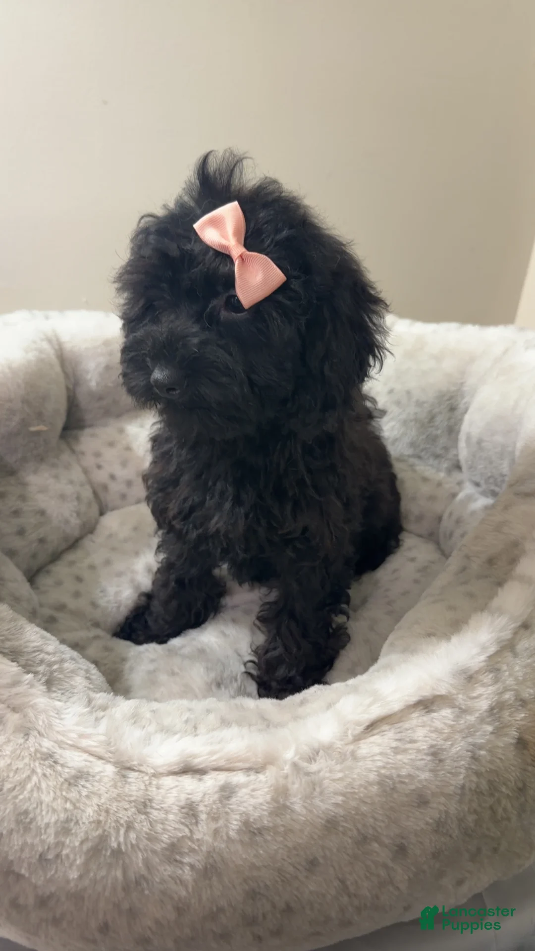 Yorkiepoo dogs for sale: Jelly bean  - Ad 2