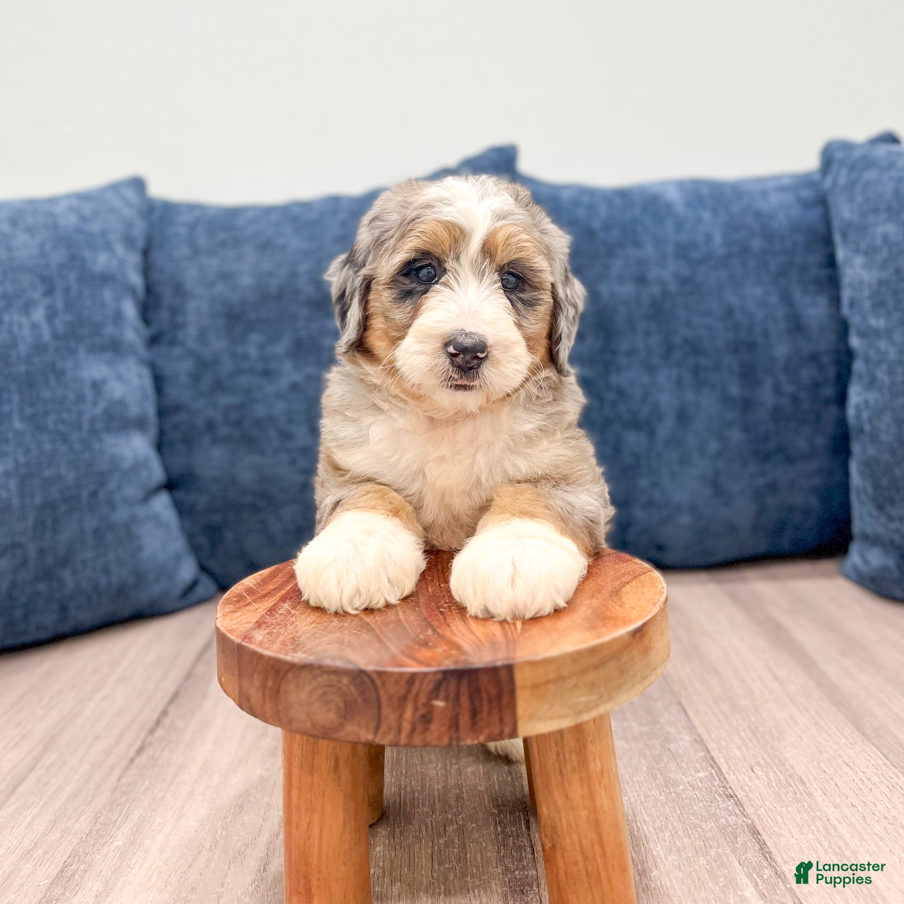 Mini Bernedoodle dogs Nova - Ad 2