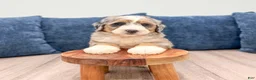 Mini Bernedoodle dogs for sale: Nova - Ad 2