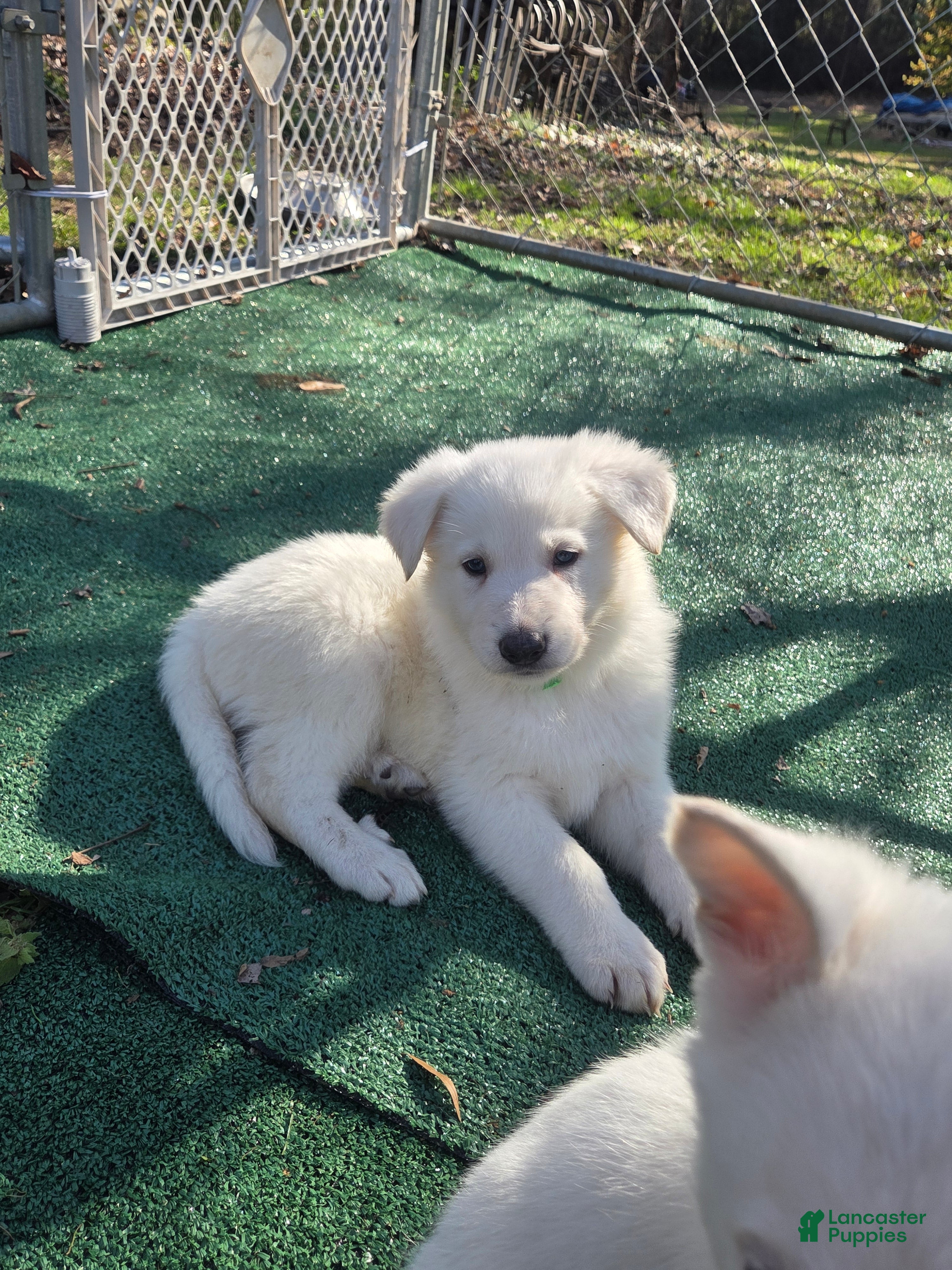 German Shepherd dogs White German Shepherd Puppy - Green - Ad 42
