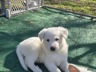 German Shepherd dogs White German Shepherd Puppy - Green - Ad 42