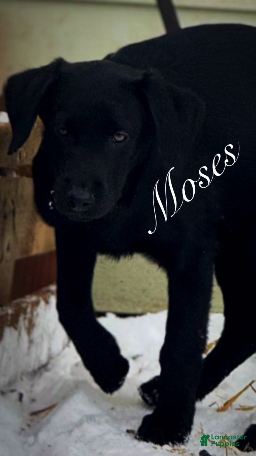 Labrador Retriever dogs Labrador Retriever Puppy 1 - Ad 4