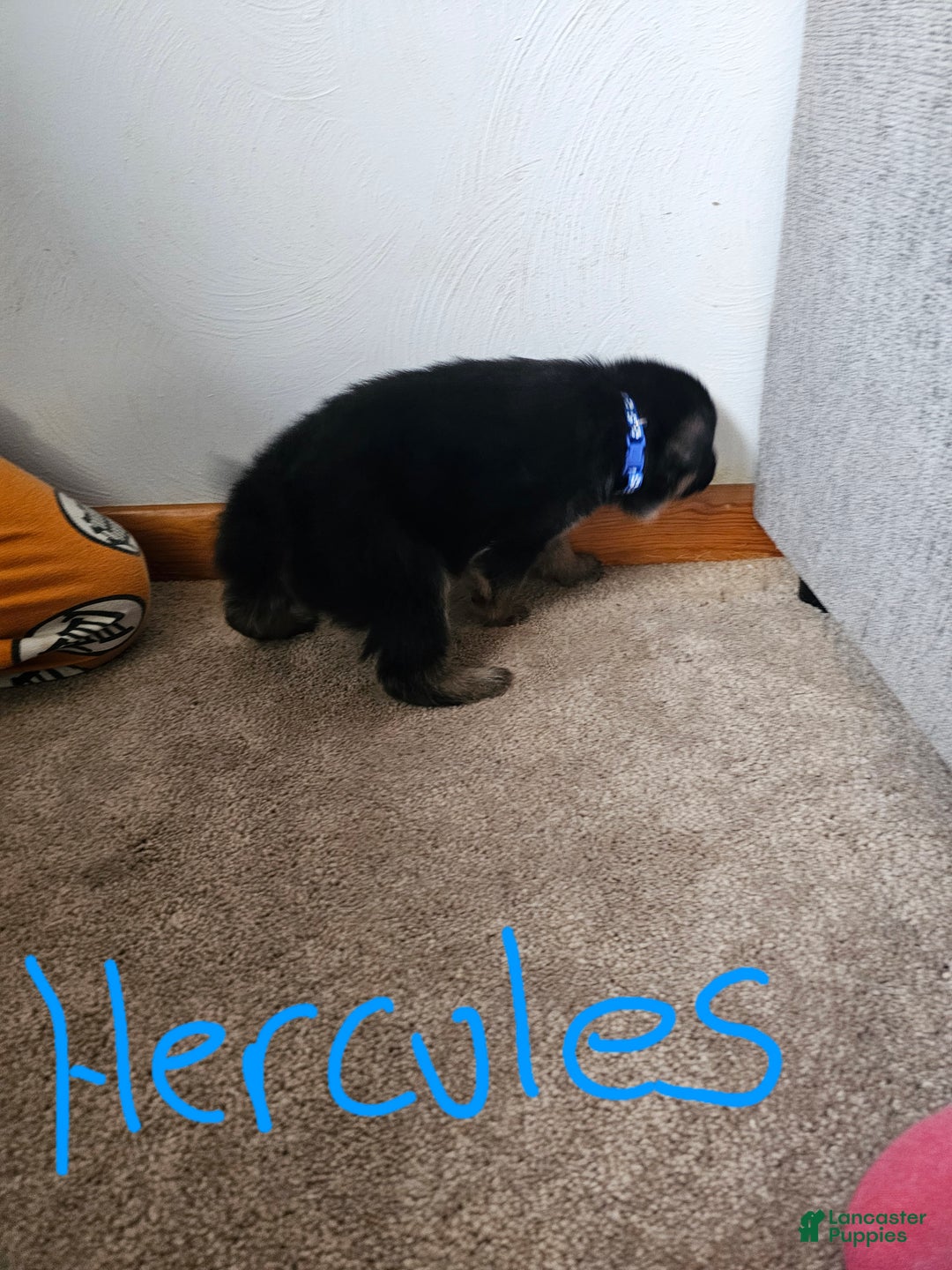 German Shepherd dogs for sale: German Shepherd Puppy 3 - Ad 3