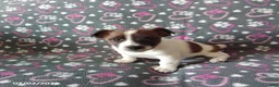 Jack Russell Terrier dogs for sale: Captain - Ad 1