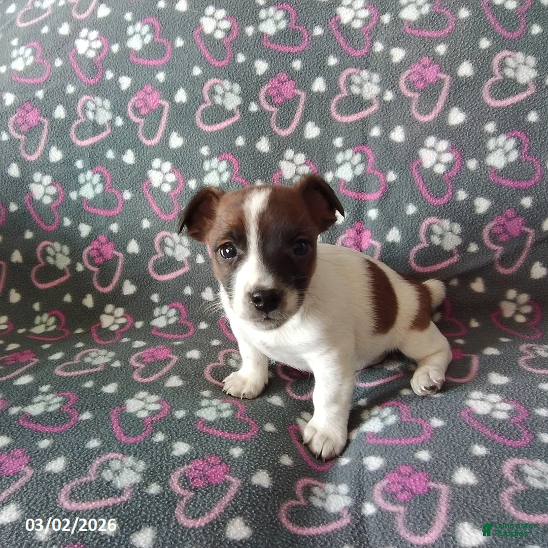 Jack Russell Terrier dogs for sale: Captain - Ad 1
