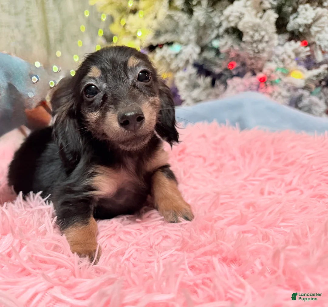 Miniature Dachshund dogs for sale: AKC Russian pra clear - Ad 99