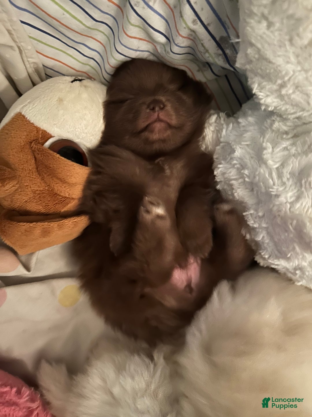 Pomeranian dogs for sale: Pomeranian Puppy 1 - Ad 5