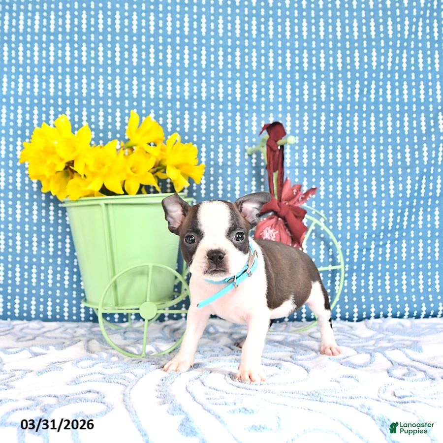 Boston Terrier dogs Matilda - Ad 2