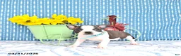 Boston Terrier dogs for sale: Matilda - Ad 2