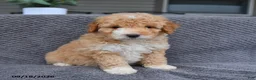 Mini Aussiedoodle dogs for sale: Lassie - Ad 2