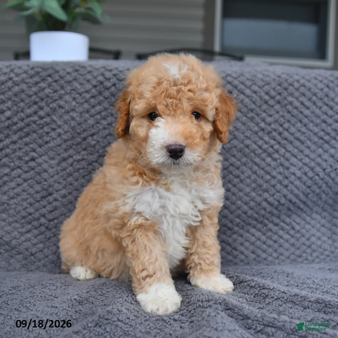 Mini Aussiedoodle dogs for sale: Lassie - Ad 2