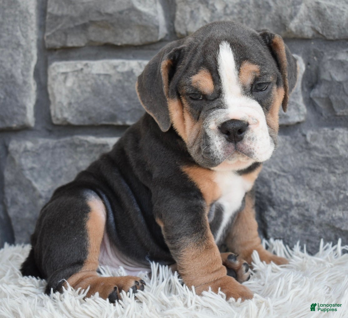 Beabull dogs Bubba  - Ad 2