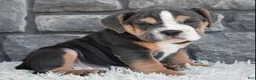 Beabull dogs for sale: Bubba  - Ad 2