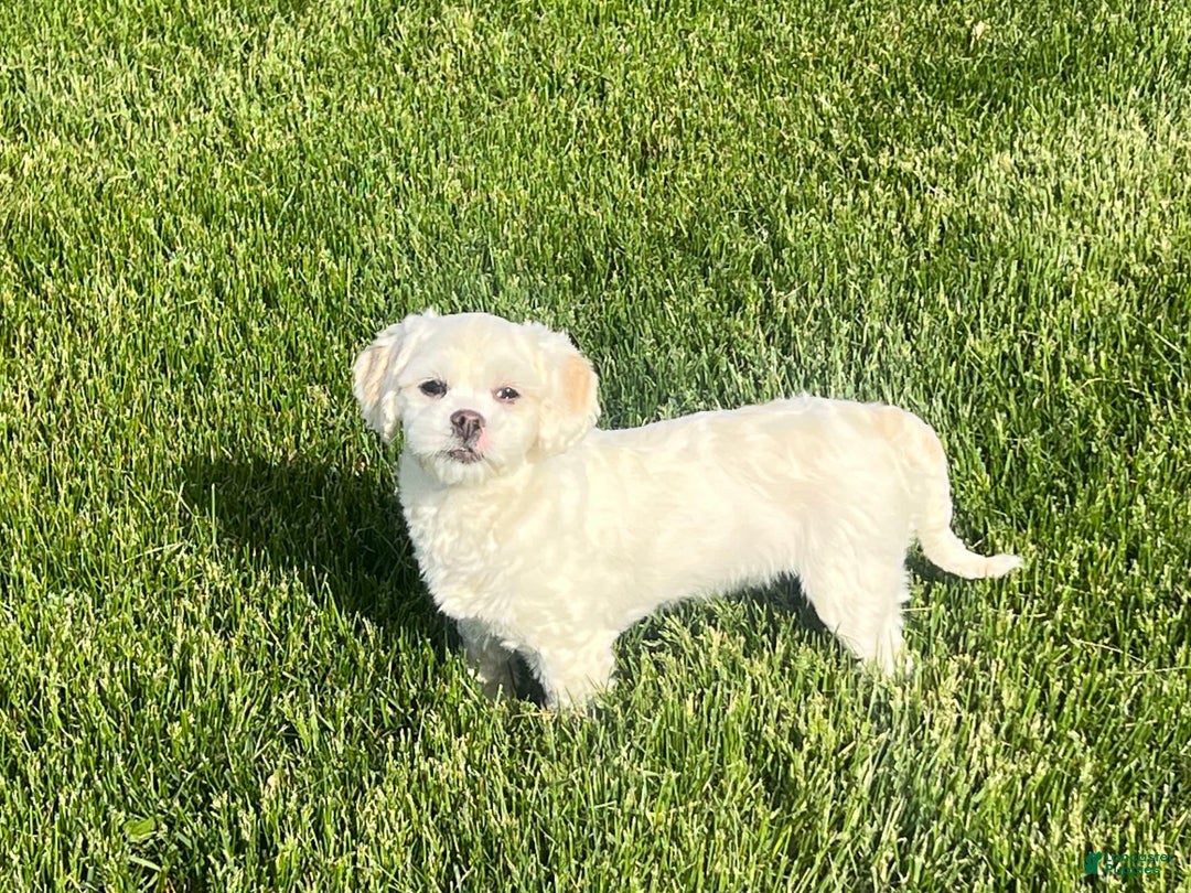 Lhasa Apso dogs for sale: Angel - Ad 7