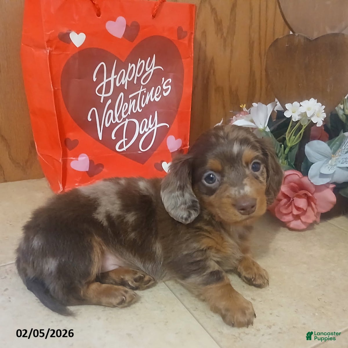 Miniature Dachshund dogs Sweetie - Ad 6